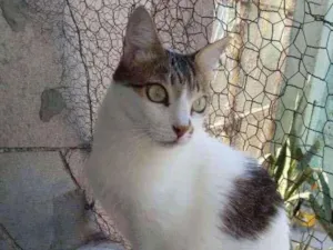 Gato raça Srd idade 3 anos nome Branquinho
