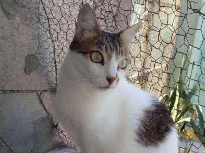 Gato raça Srd idade 3 anos nome Branquinho