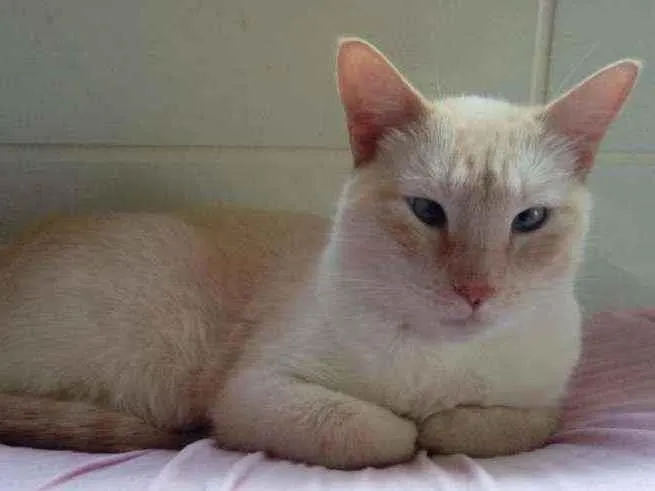 Gato raça Srd idade 1 ano nome Pépe