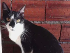Gato raça Srd idade 1 ano nome Linguiça