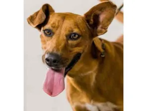 Cachorro raça Vira lata  idade 5 anos nome Santiago 
