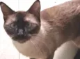 Gato raça Sianes idade 3 anos nome Jack