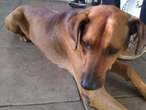 Cachorro raça SRD idade  nome Sem nome