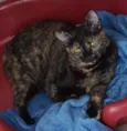 Arya