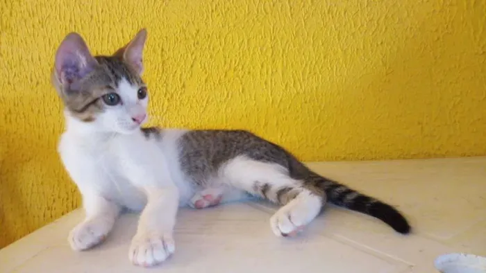 Gato raça  idade 2 a 6 meses nome Filhote