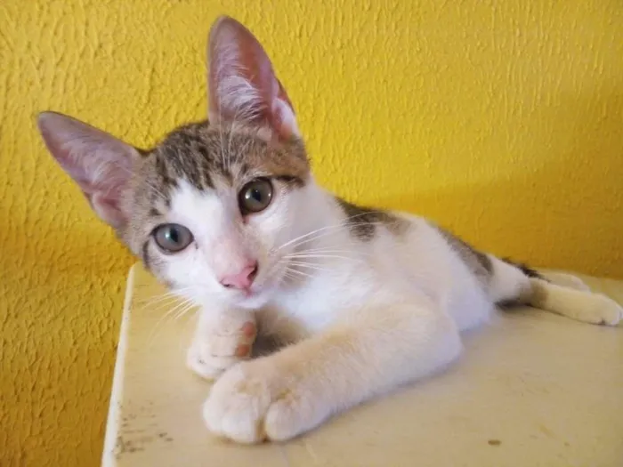 Gato raça  idade 2 a 6 meses nome Filhote