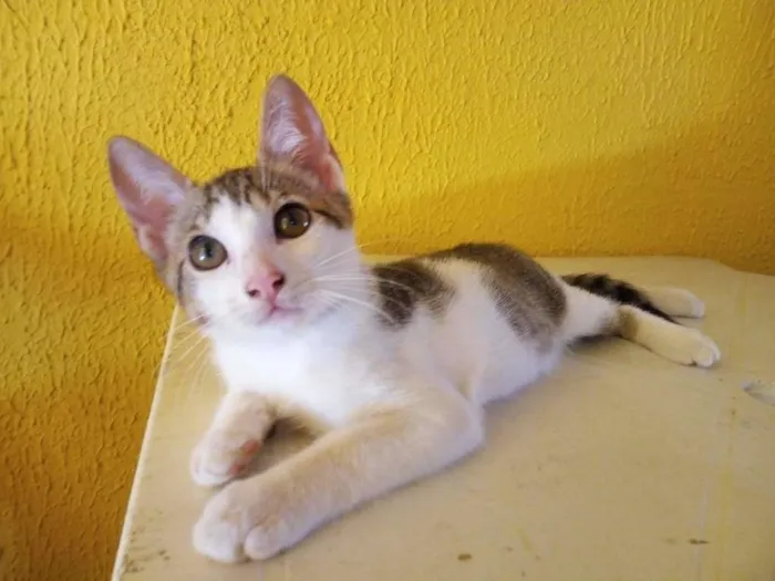 Gato raça  idade 2 a 6 meses nome Filhote