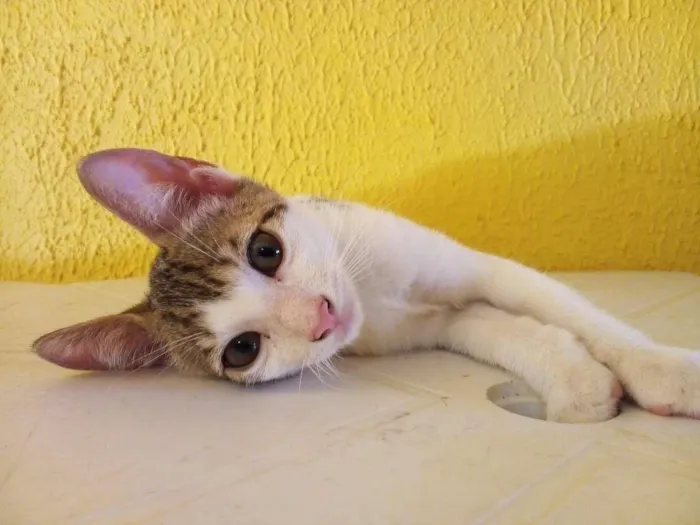 Gato raça  idade 2 a 6 meses nome Filhote
