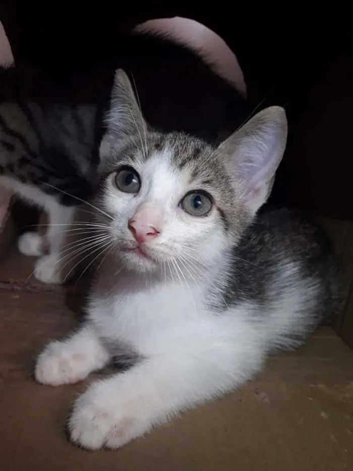 Gato raça  idade 2 a 6 meses nome Filhote