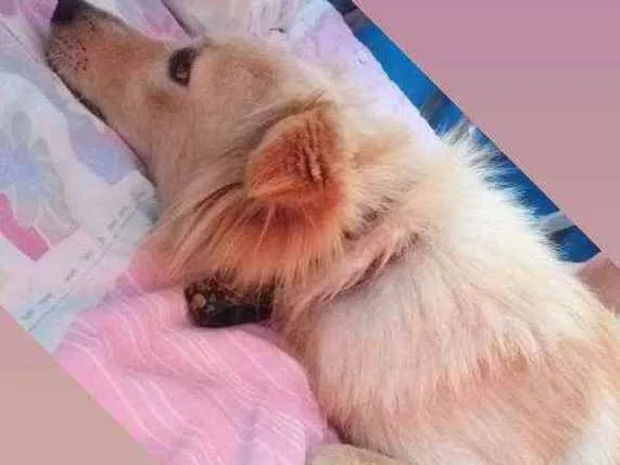 Cachorro ra a Colie idade 1 ano nome Luck