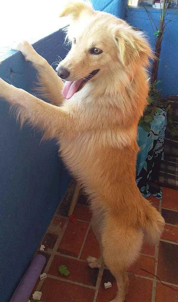 Cachorro ra a Colie idade 1 ano nome Luck