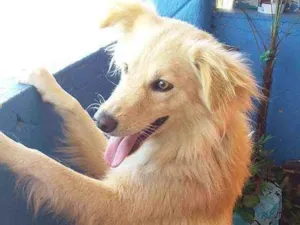 Cachorro raça Colie idade 1 ano nome Luck
