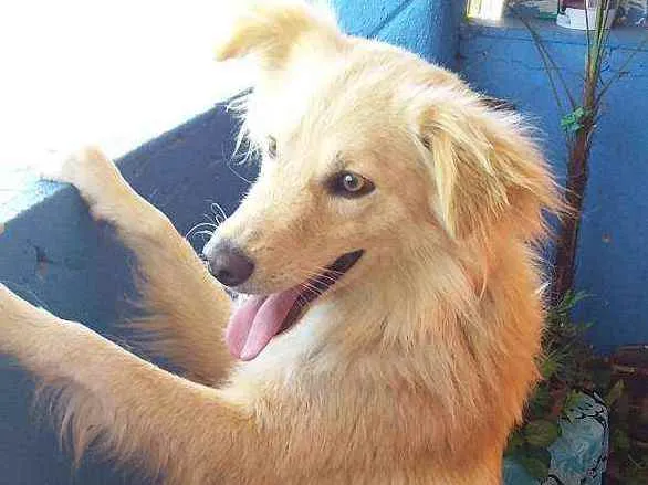 Cachorro ra a Colie idade 1 ano nome Luck