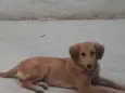 Gaya