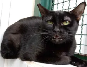 Gato raça Vira lata  idade 1 ano nome Tita