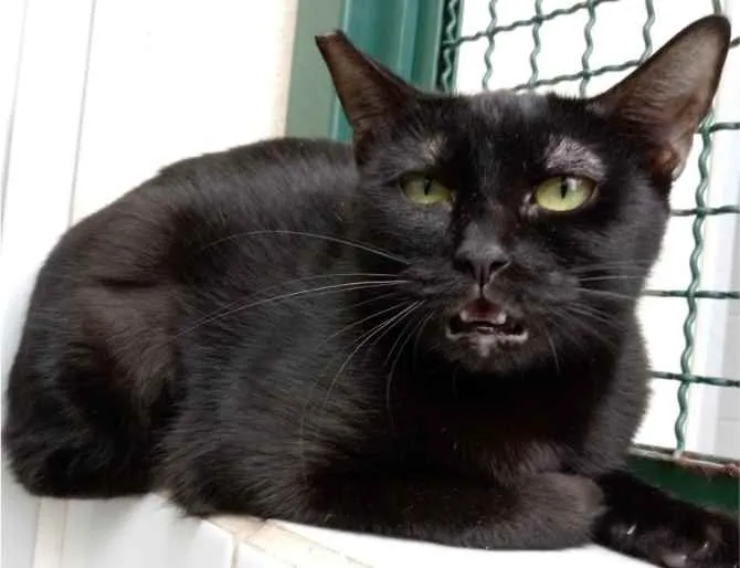 Gato raça Vira lata  idade 1 ano nome Tita