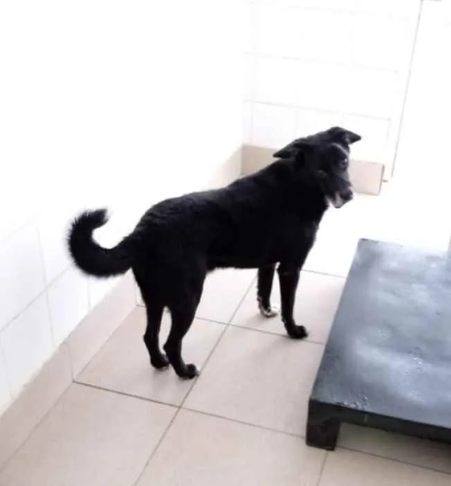 Cachorro raça Vira lata  idade 6 ou mais anos nome Barlog