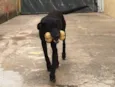 Akita