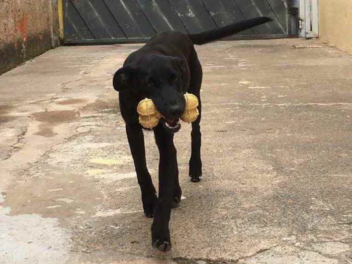 Cachorro ra a SRD idade 2 a 6 meses nome Akita