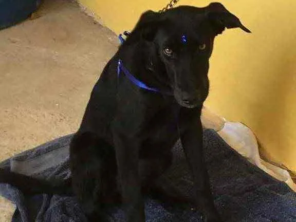 Cachorro ra a SRD idade 2 a 6 meses nome Akita