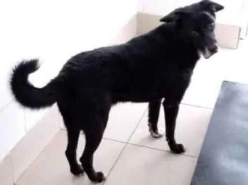 Cachorro raça Vira lata  idade 6 ou mais anos nome Barlog
