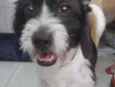Cachorro raça SRD  idade 1 ano nome Lindinha