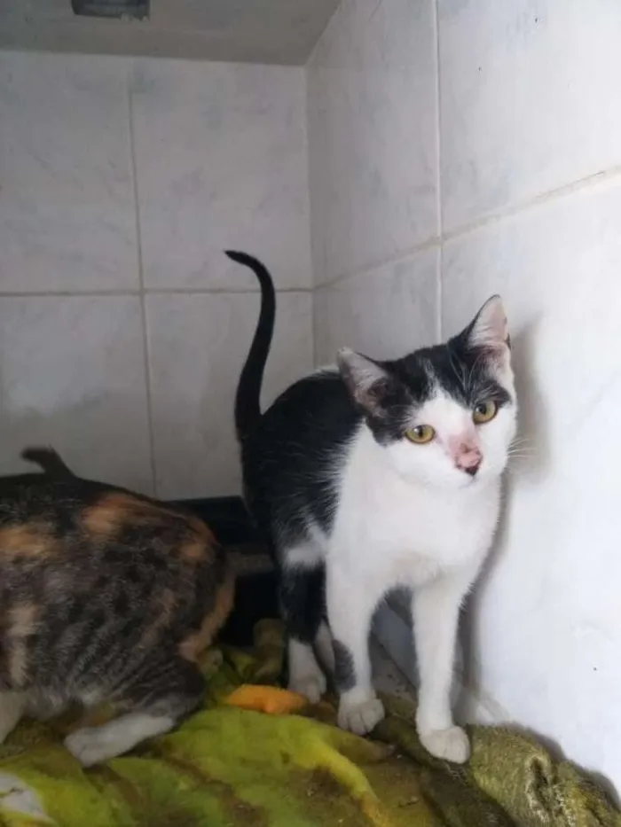 Gato ra a Indefinida idade 2 a 6 meses nome Sem nomes
