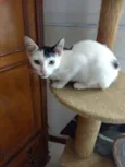 Franjinha
