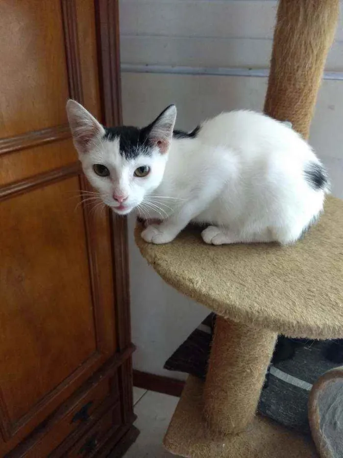 Gato ra a Srd  idade 1 ano nome Franjinha