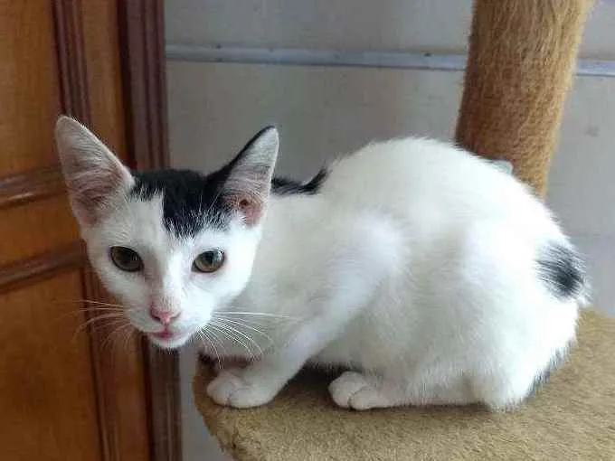 Gato ra a Srd  idade 1 ano nome Franjinha