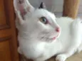 Franjinha
