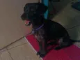 Mulan