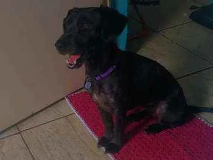 Cachorro ra a SRD idade 2 anos nome Mulan