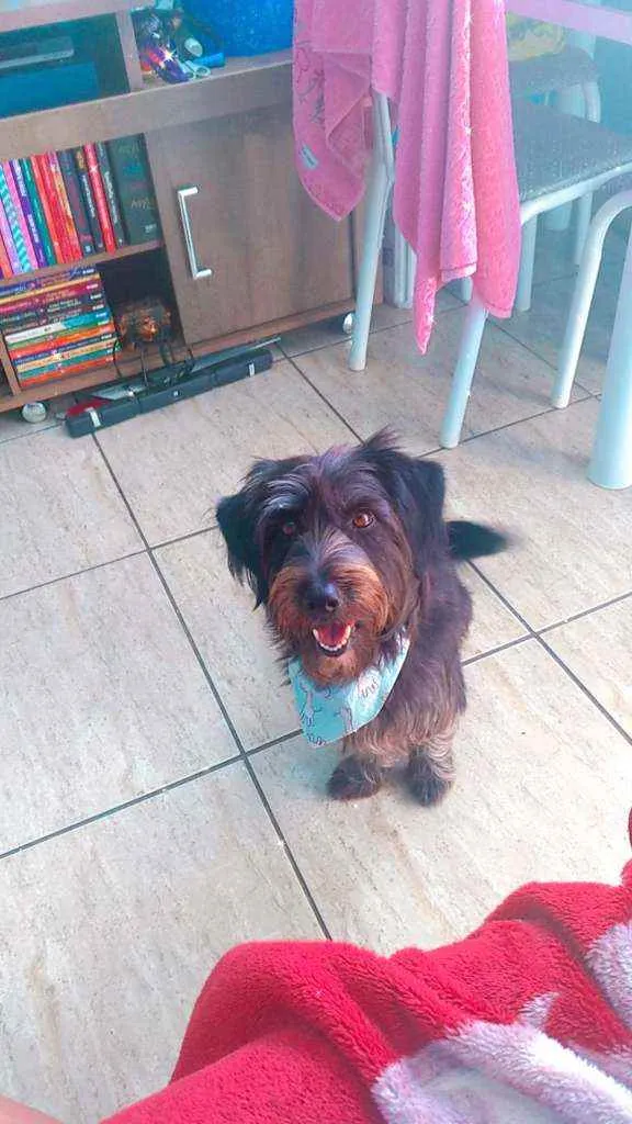 Cachorro ra a SRD idade 2 anos nome Mulan