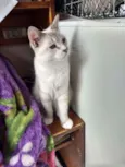 Siberiano
