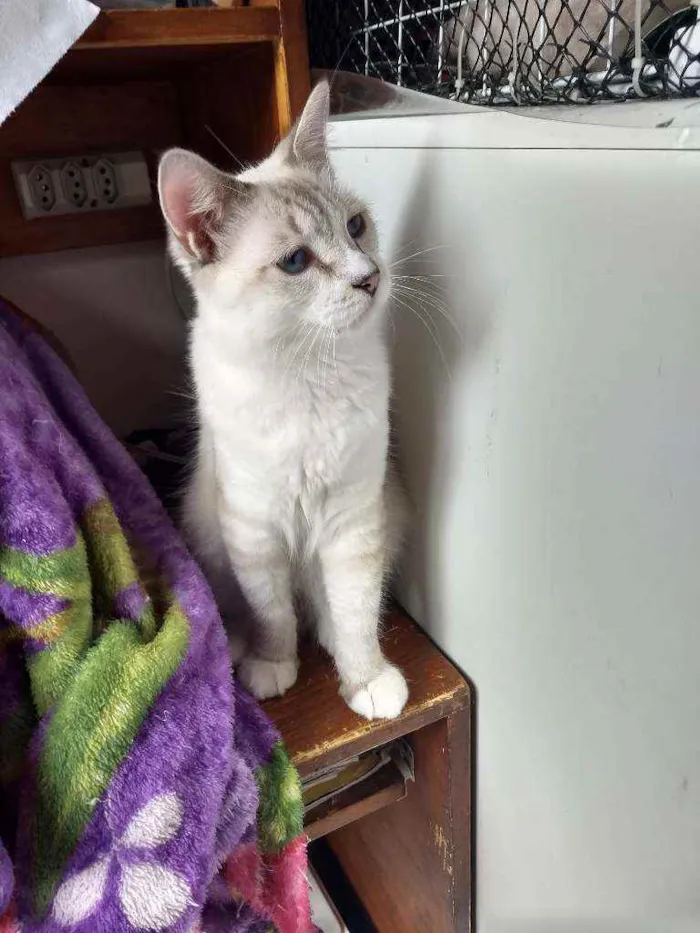 Gato ra a Mestiça de siamês idade 2 a 6 meses nome Siberiano