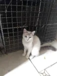 Siberiano