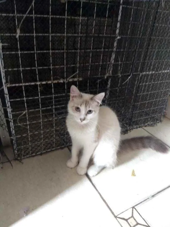 Gato ra a Mestiça de siamês idade 2 a 6 meses nome Siberiano