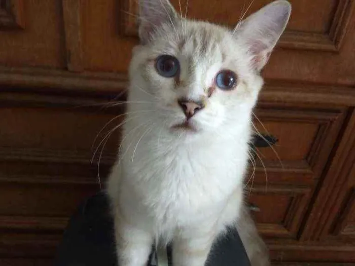 Gato ra a Mestiça de siamês idade 2 a 6 meses nome Siberiano