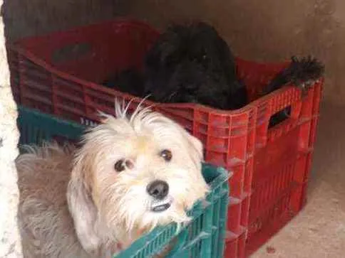 Cachorro raça Poodle com vira lata idade 2 anos nome Luck doki
