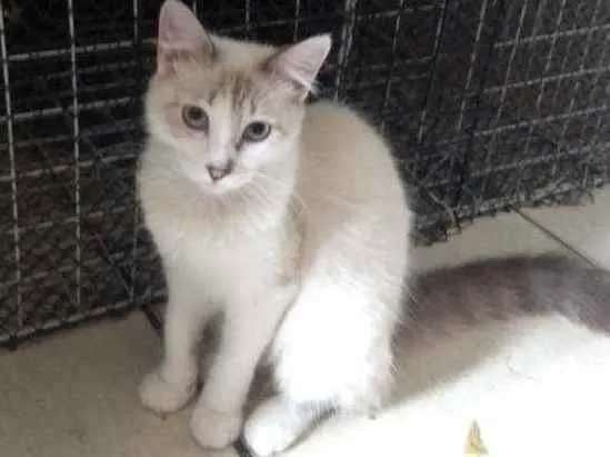 Gato ra a Mestiça de siamês idade 2 a 6 meses nome Siberiano
