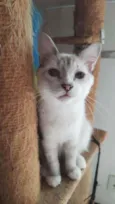 Siberiano
