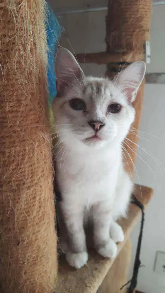 Gato ra a Mestiça de siamês idade 2 a 6 meses nome Siberiano