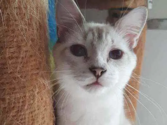 Gato ra a Mestiça de siamês idade 2 a 6 meses nome Siberiano