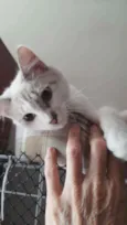 Siberiano
