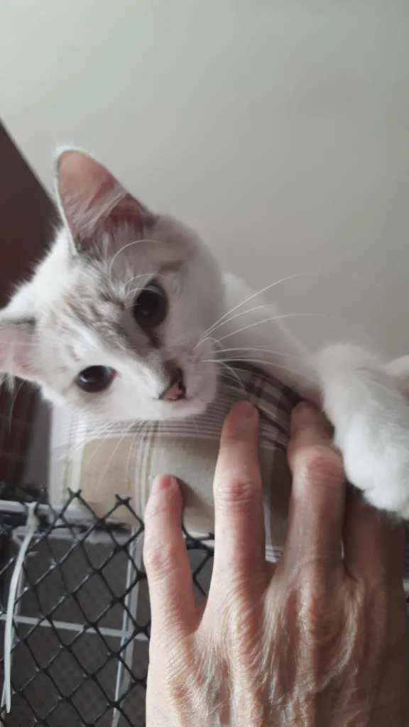 Gato ra a Mestiça de siamês idade 2 a 6 meses nome Siberiano