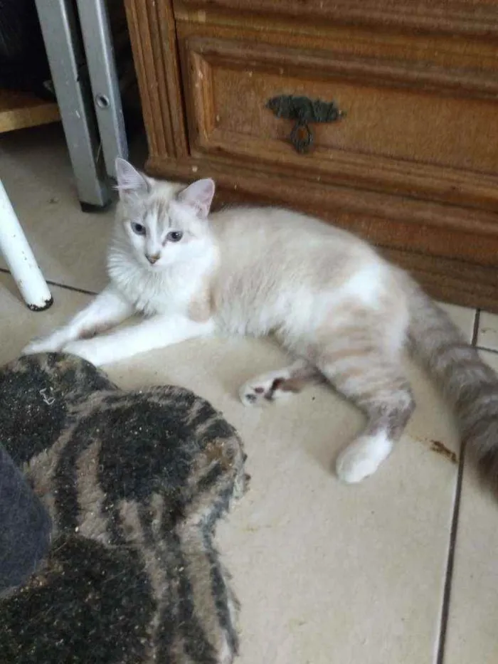 Gato ra a Mestiça de siamês idade 2 a 6 meses nome Siberia
