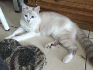 Gato raça Mestiça de siamês idade 2 a 6 meses nome Siberia