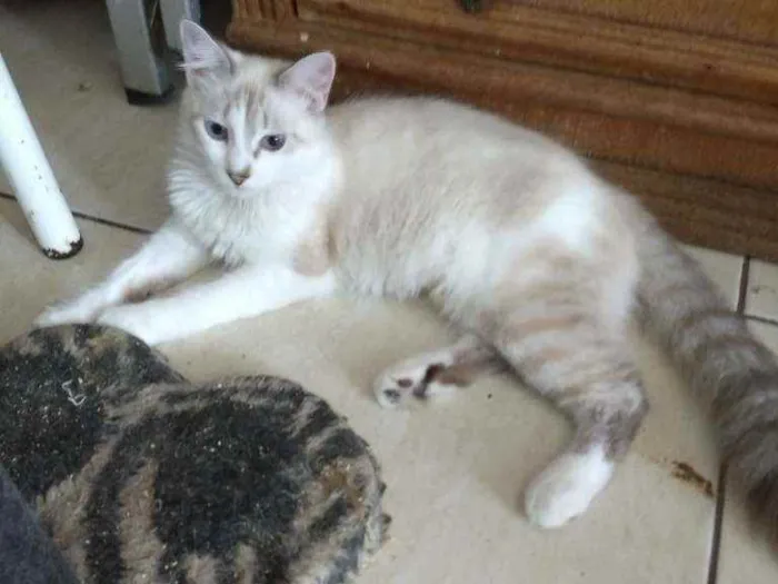 Gato ra a Mestiça de siamês idade 2 a 6 meses nome Siberia