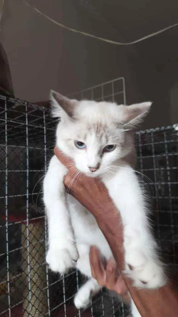Gato ra a Mestiça de siamês idade 2 a 6 meses nome Siberia